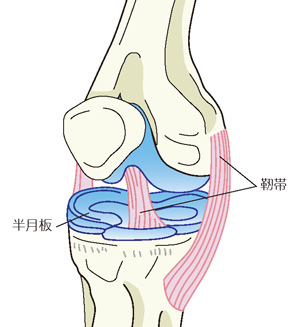 半月板と靭帯