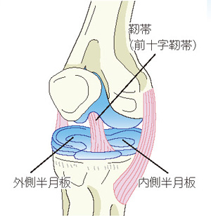 膝の構造