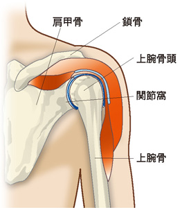 肩関節のしくみ