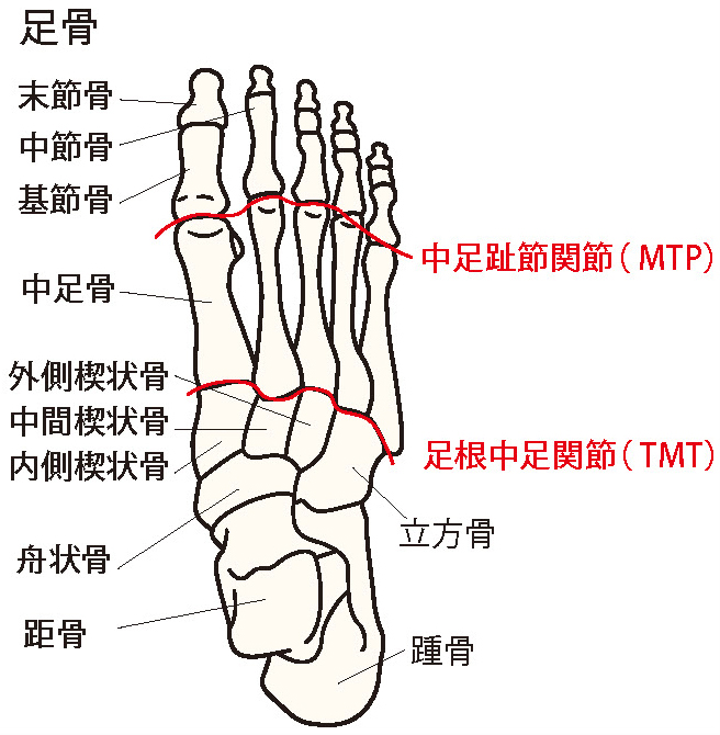 足の構造