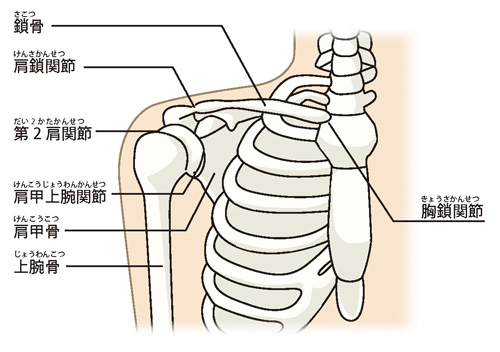肩関節のしくみ