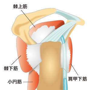 腱板は４つの筋肉から構成されます