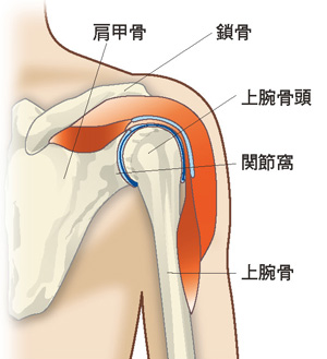 肩関節のしくみ