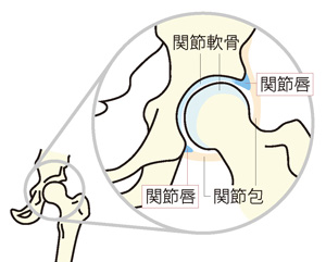 股関節の構造