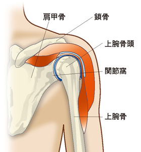 肩関節のしくみ