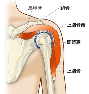 肩関節の構造