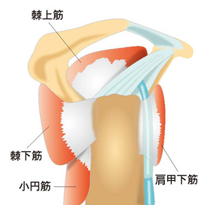 腱板は４つの筋肉から構成されます