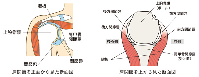 肩関節のしくみ