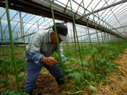 ビニールハウスでは高地に適した冷涼野菜を栽培
    トマトの様子を見る成甲さん